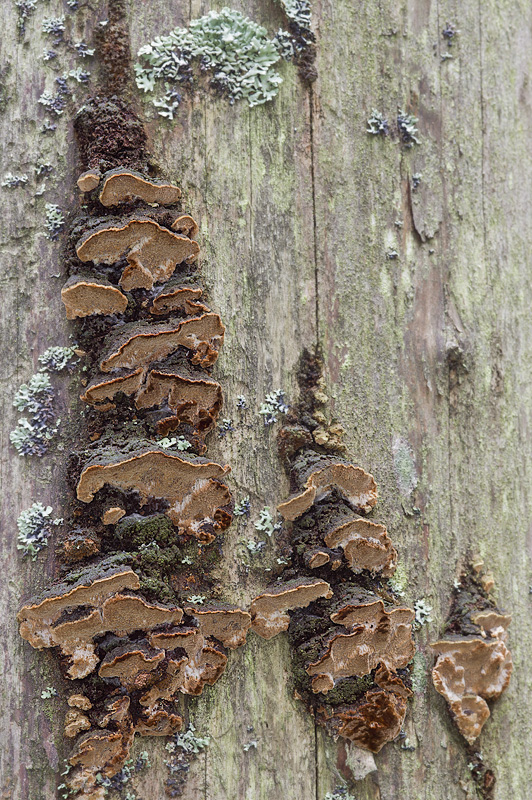 Phellinus viticola